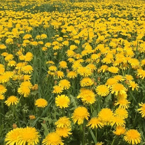 DandiPure™ – Wild Dandelion Seed | Pollinator-Friendly, Edible, Chemical-Free Lawn