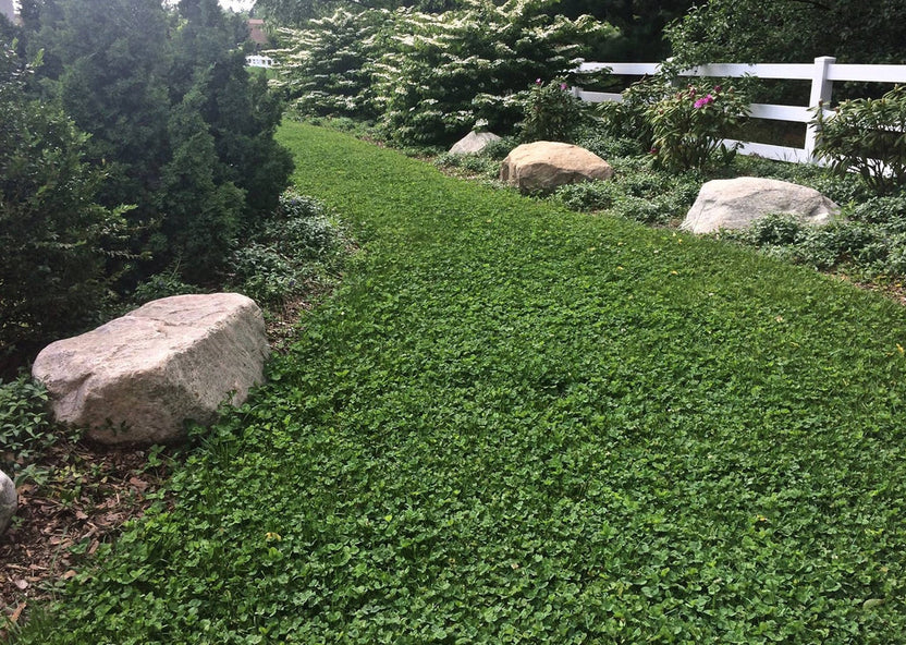 Microclover Natural Alternative Lawn Seed – Uno Plastic Suppliers