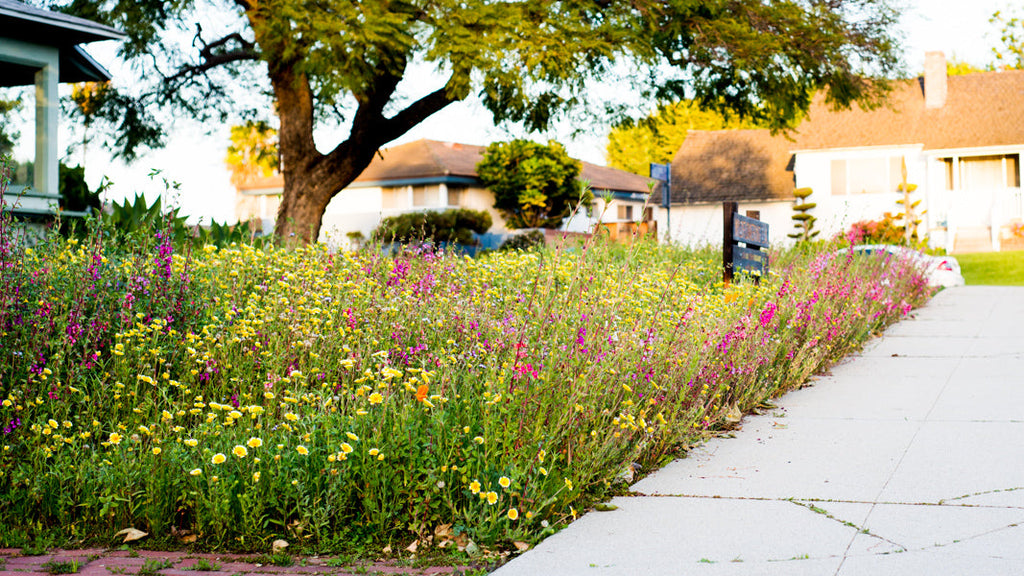 Meadowscaping Mix Alternative Lawn Seed — for Low-Maintenance, Eco-Friendly Lawns