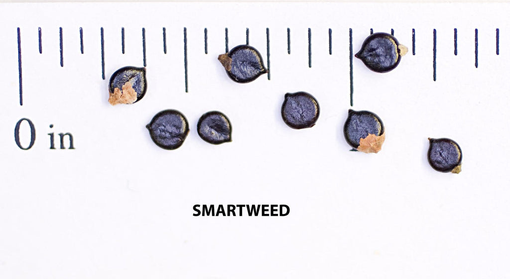 Creeping Smartweed™ — Low-Growing, Native Groundcover with Pink Blooms & Pollinator Friendly