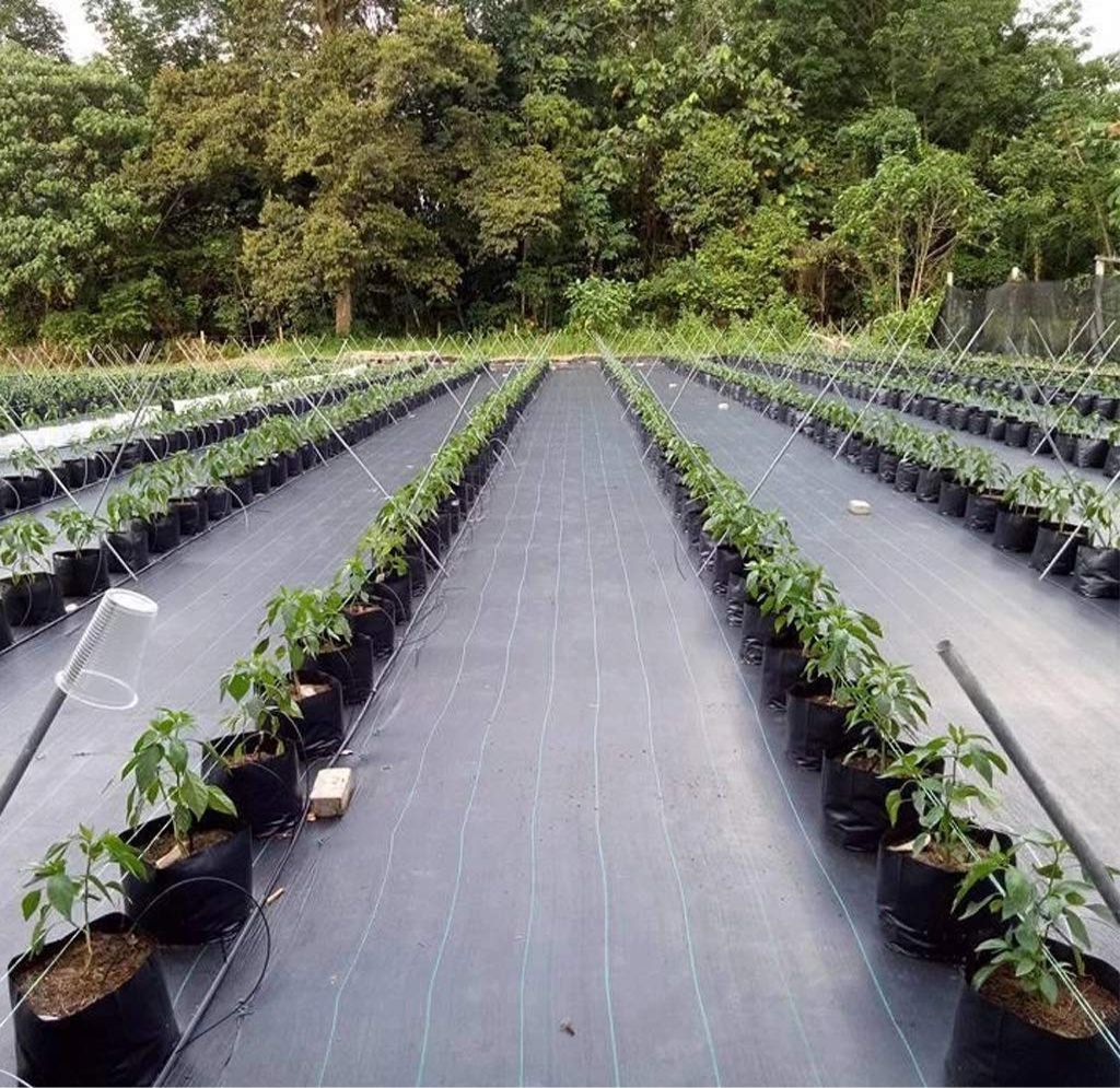 Ground Cover Black 3.2 oz Premium™