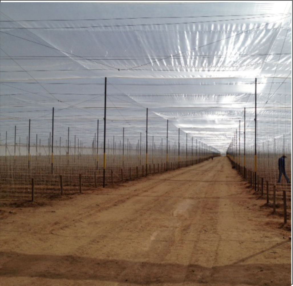 Anti-Insects Netting, 50 Crystal Mesh UV stabilized 5 Year