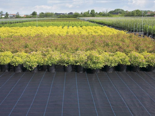 Ground Cover Black 3.2 oz Premium™