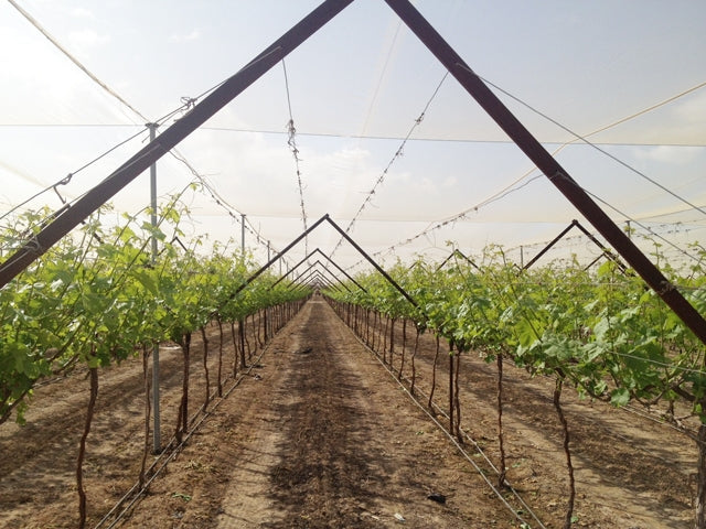 Anti-Insects Netting, 50 Crystal Mesh UV stabilized 5 Year