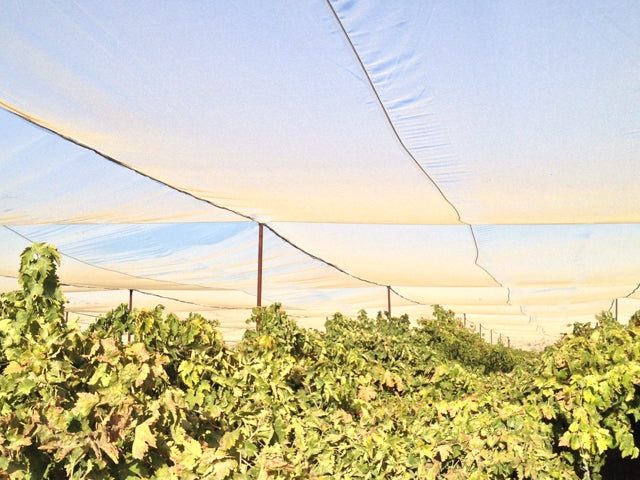 Anti-Insects Netting, 50 Crystal Mesh UV stabilized 5 Year