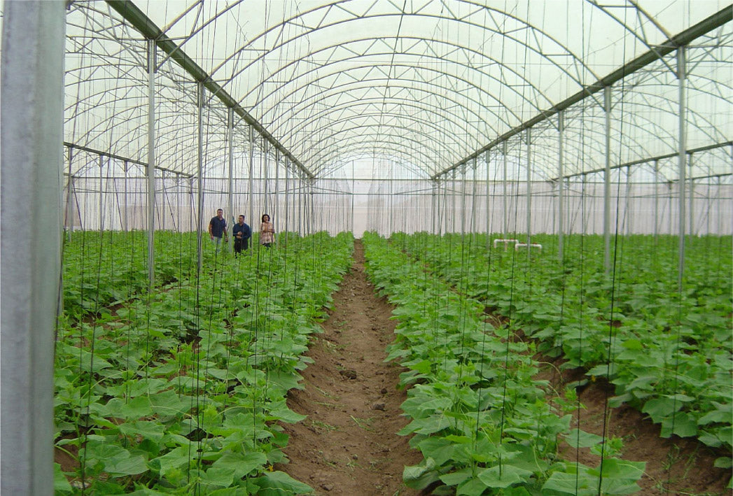 SunView™ Therm CLEAR Greenhouse Plastic Film 6 Mil UV 4 Year AD/IR/55% Diffusion (E2119)