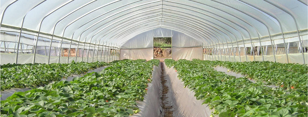 SunView™ 4 Mil CLEAR Greenhouse Plastic Film UV 1 Year 90% Light Trans. (E1424)