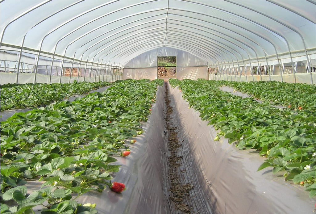 SunView™ Cool CLEAR Greenhouse Plastic Film 6 Mil UV 3-4 Year IR/65% Diffusion (E1846)