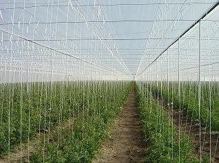 Anti-Insects Netting, 40 Crystal Mesh UV stabilized 5 Year