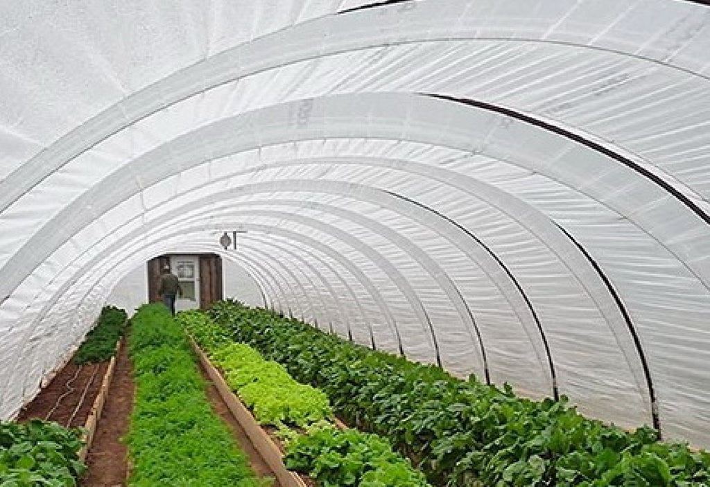 SunView™ WHITE Greenhouse Plastic Film 6 Mil UV 4 Year 50%-55% shade (E1576)